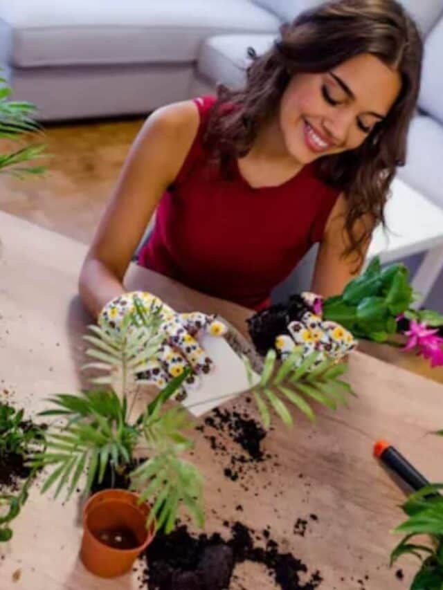5 Low Maintenance Indoor Plants For Your Home