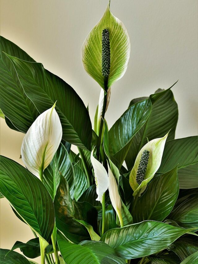7 Plants for Vertical Garden