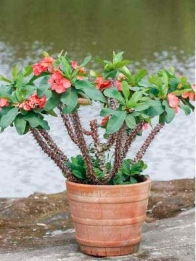 8 Plants That May Bring Negativity In Your House