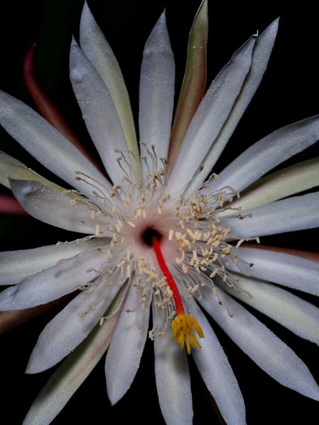 9 Plants That Shine At Night