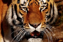 International Tiger Day 2023: 4 Bollywood Films Where Tigers Drive the Plot