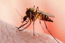 Ways To Protect Your Children From Dengue Fever